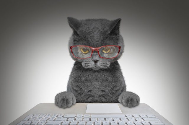 5 ways a VPN will make your internet better (with added kitten pics)
